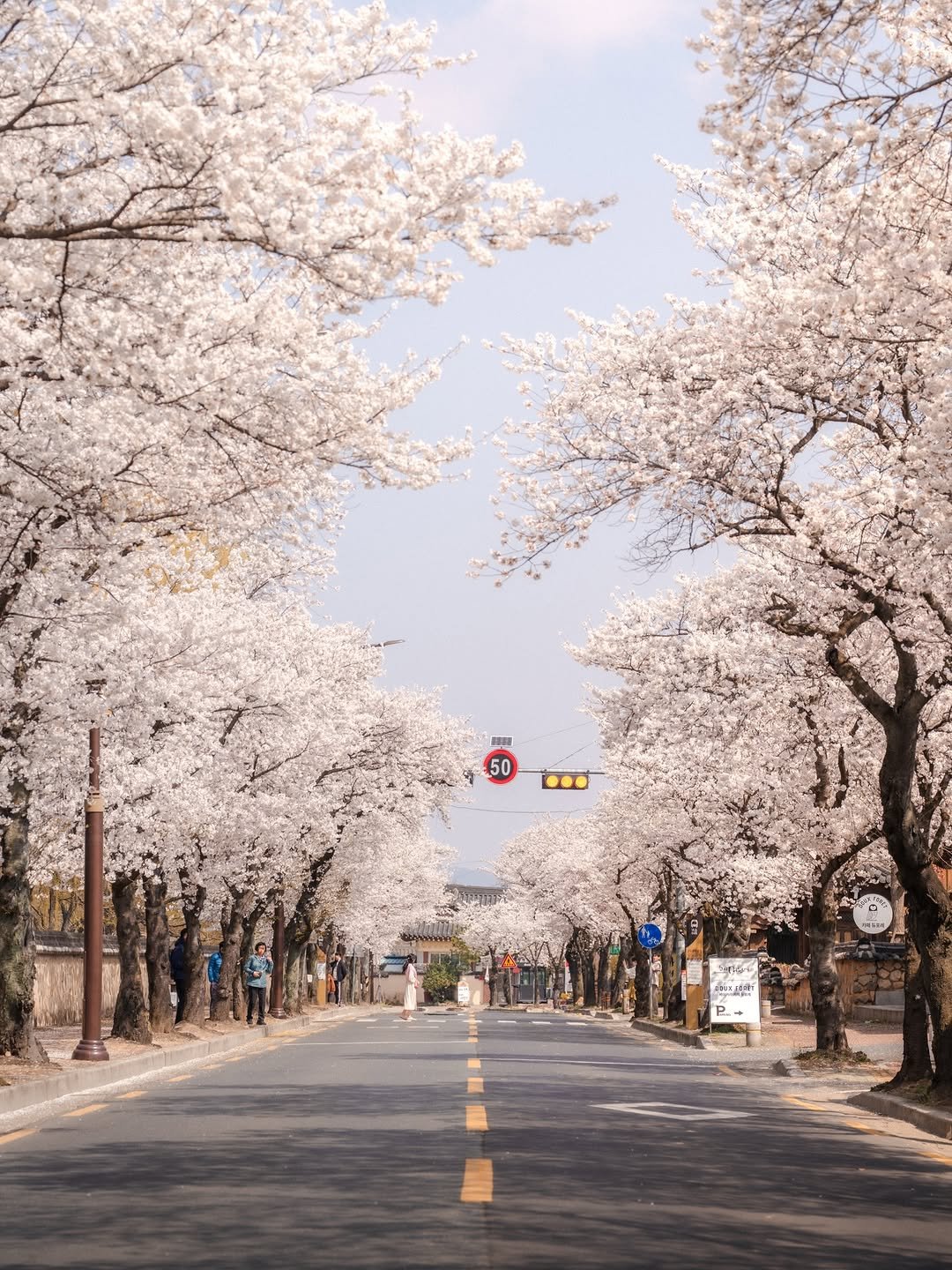 Photo by 봉토그래퍼 📷 on March 22, 2026. May be an image of stone-fruit tree, road, street and text.