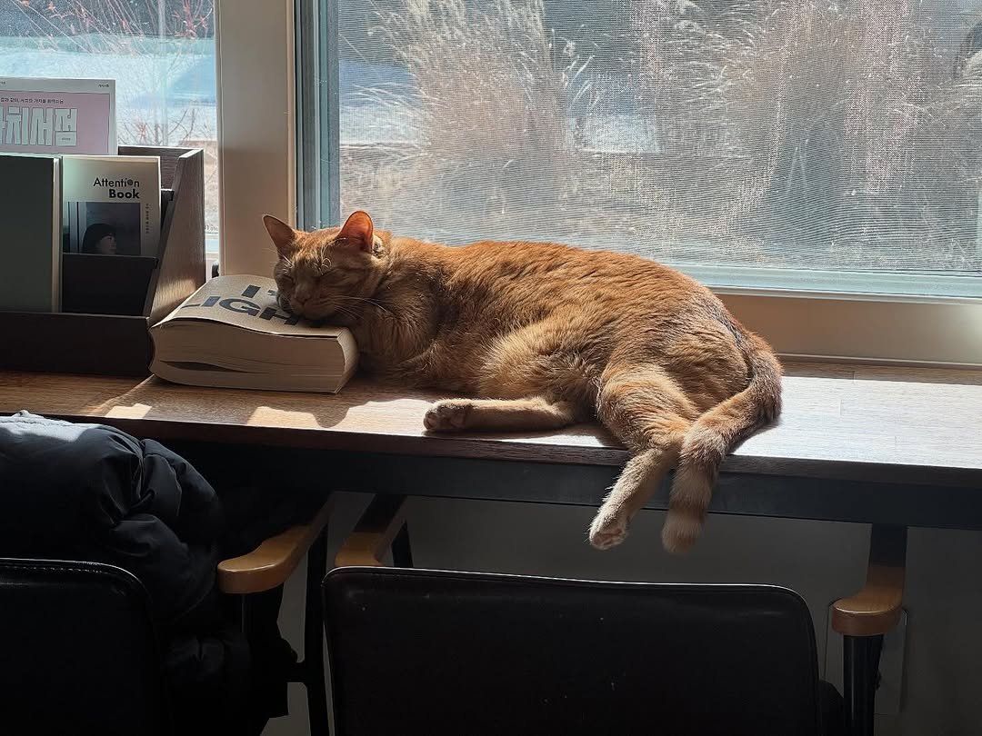 Photo by 책방 시점 on February 15, 2026. May be an image of Abyssinian cat, kitten and text.