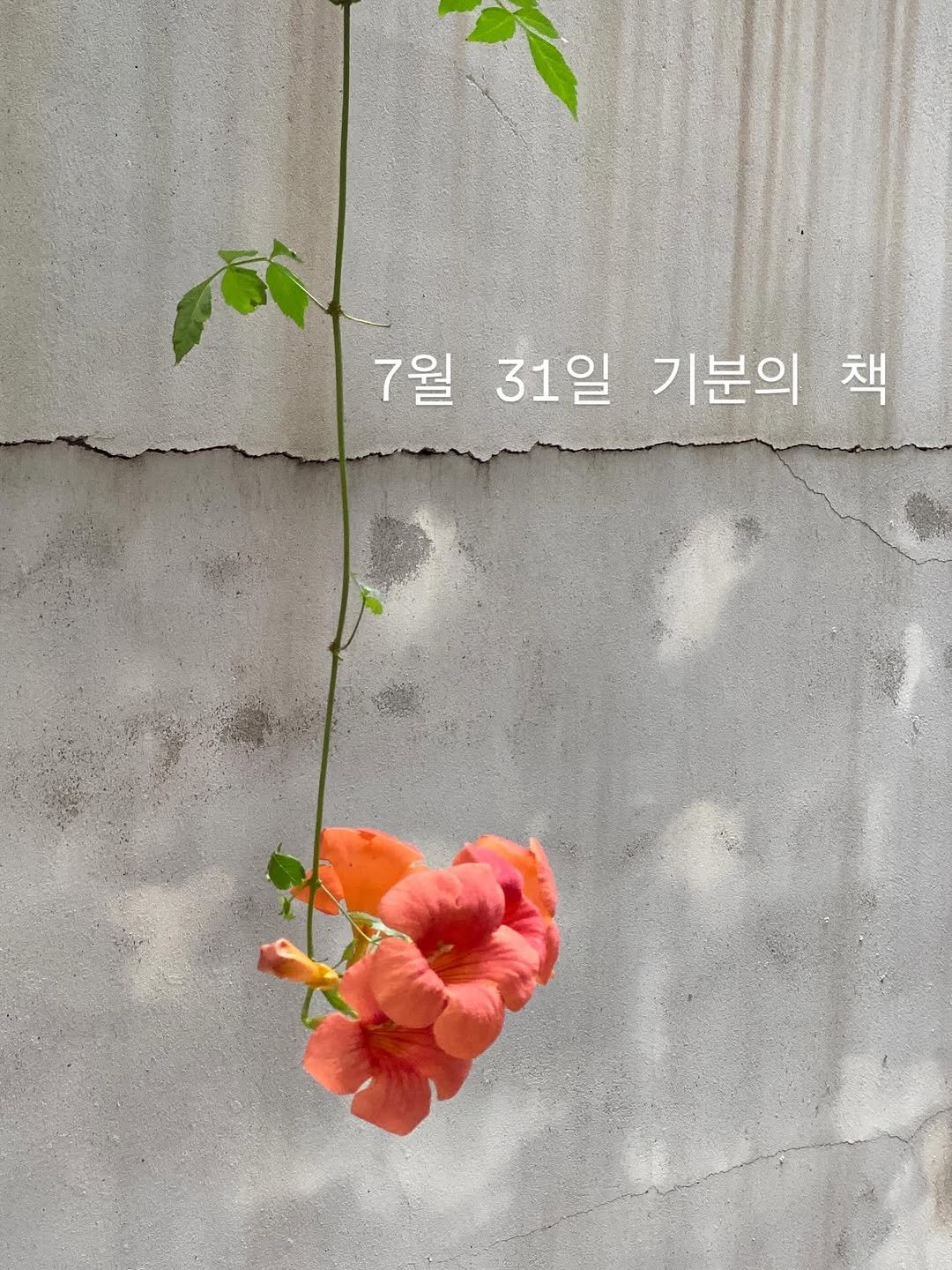 Photo by 책 의 기 분 on July 30, 2025. May be an image of rose and text that says '7월 31일 기분의 책'.