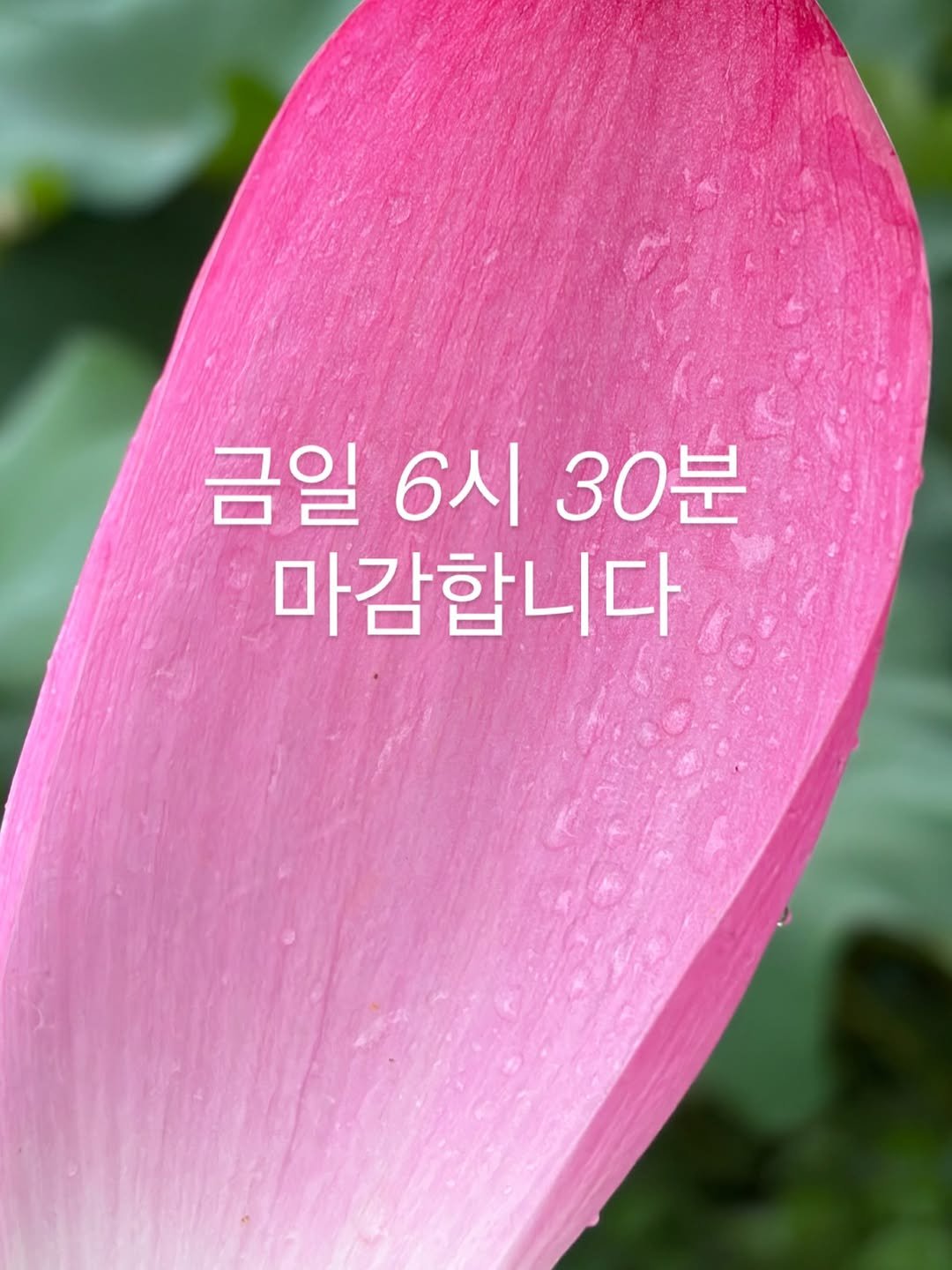 booksmood_ 게시물 이미지: *
비 오는 휴무에, 충동적으로 버스를 타고 연꽃을 보러 갔어요. 차창 유리에...