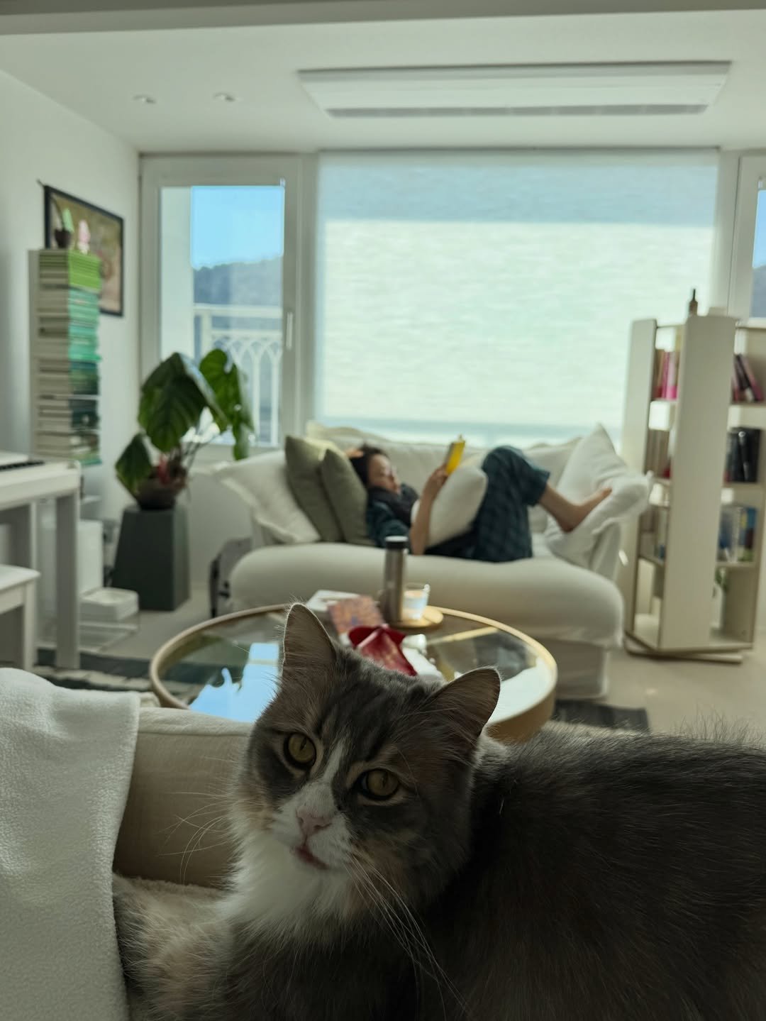 Photo by 책여사ㅣ이지혜ㅣ책스타그램 on December 27, 2025. May be an image of ragdoll cat, kitten, Abyssinian cat, Persian cat and text.