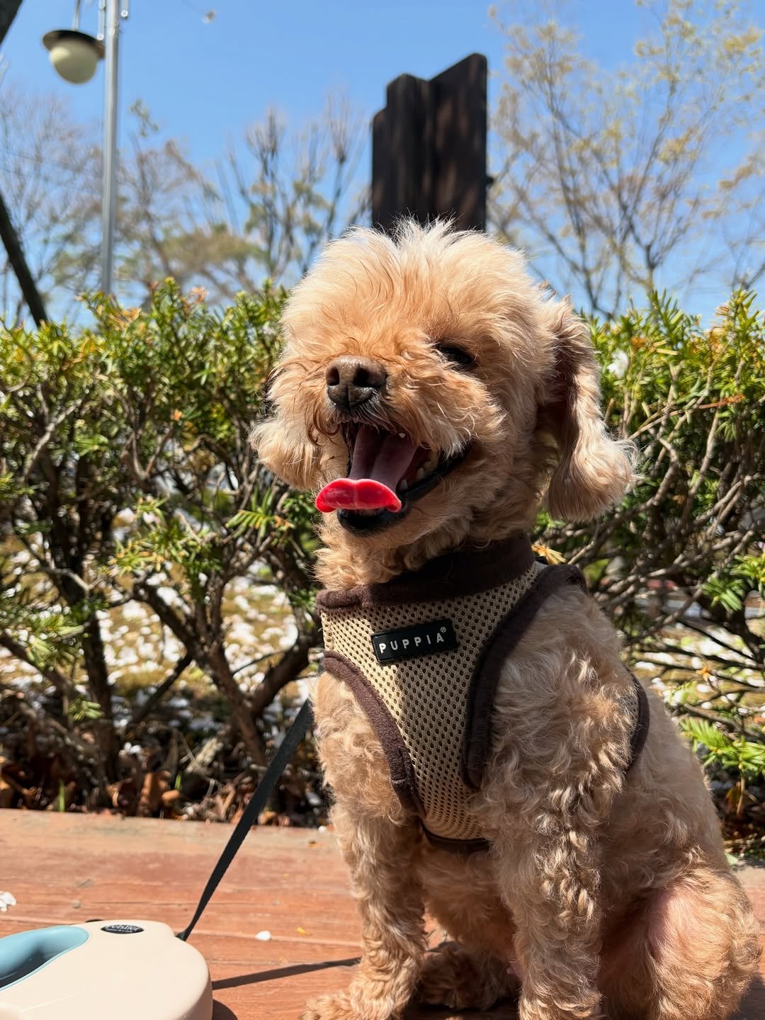 bora_view 게시물 이미지: #puppy 

1. 헤헿
2. 헤헤헿
3. -.-
4. 헤헤헤헿
5. 🌸

입...