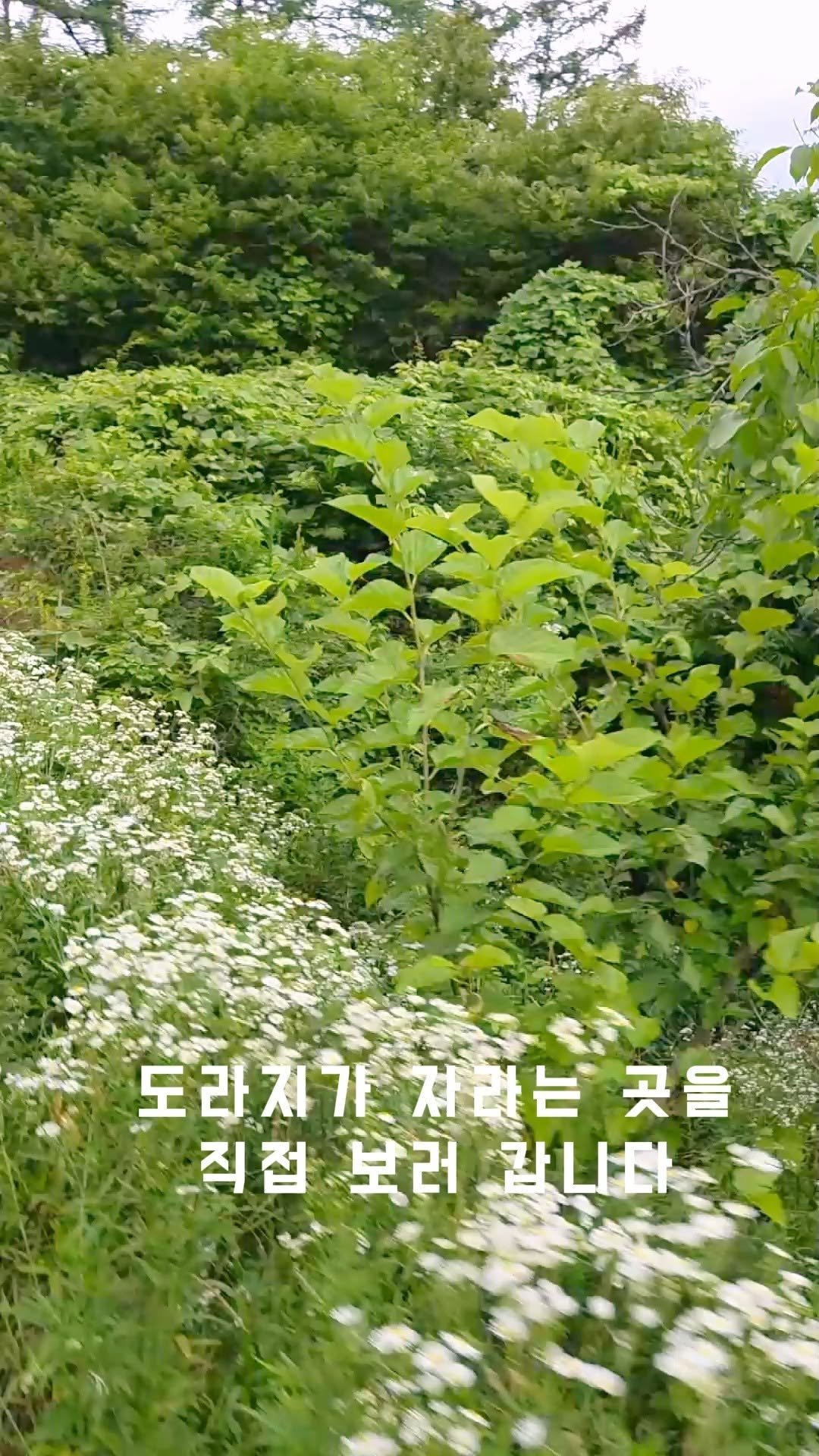 bosunghuman 게시물 이미지: 도라지는 어디에서 자랄까요?

무주 덕유산의 깊은 여름,
초록이 짙어진 산자락을...