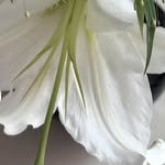 selfcareservice.for 프로필 사진