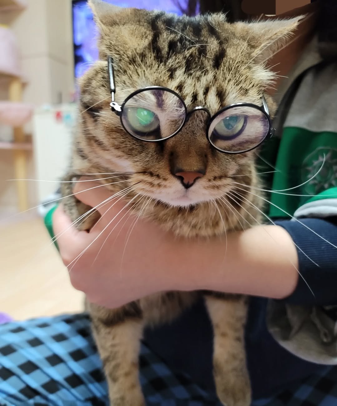 Photo by 융감하게 on December 27, 2025. May be an image of Abyssinian cat, tortoiseshell cat, kitten and text.