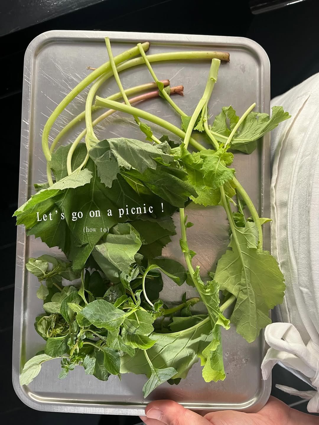 Photo shared by 브리즈 아카이브 on April 23, 2026 tagging @waltz_cafe_studio. May be an image of oregano, Perilla and text that says 'Let's Let'sgoonapicnic Let'sgoonapi go on a picnic! (how tol'.