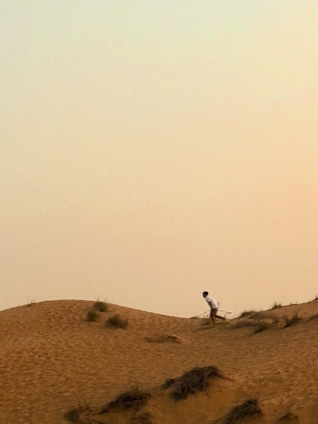Photo by I’m a forgetful boy. in Dubai with @bright. May be an image of Bactrian camel, outdoors and text.
