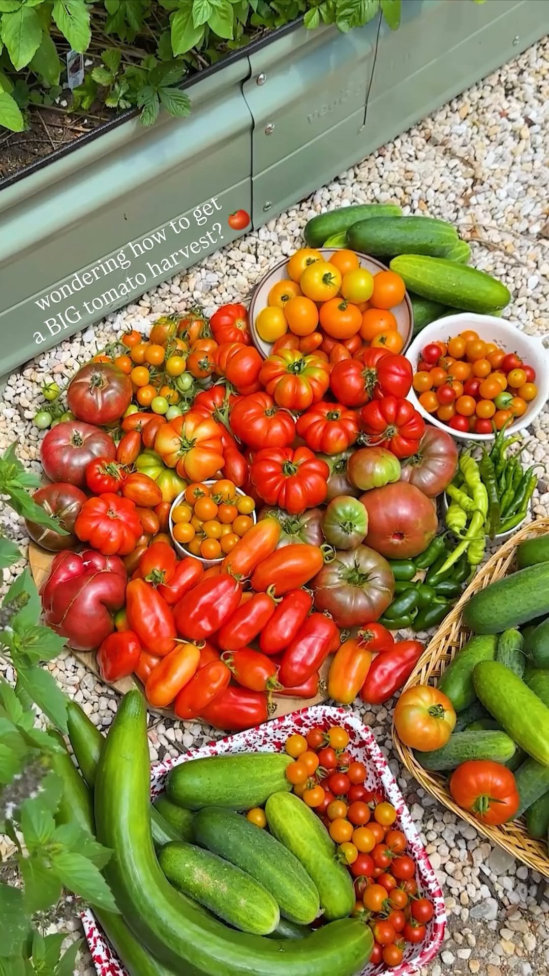 brightmomentco 게시물 이미지: wondering how to get a BIG tomato harvest?!...