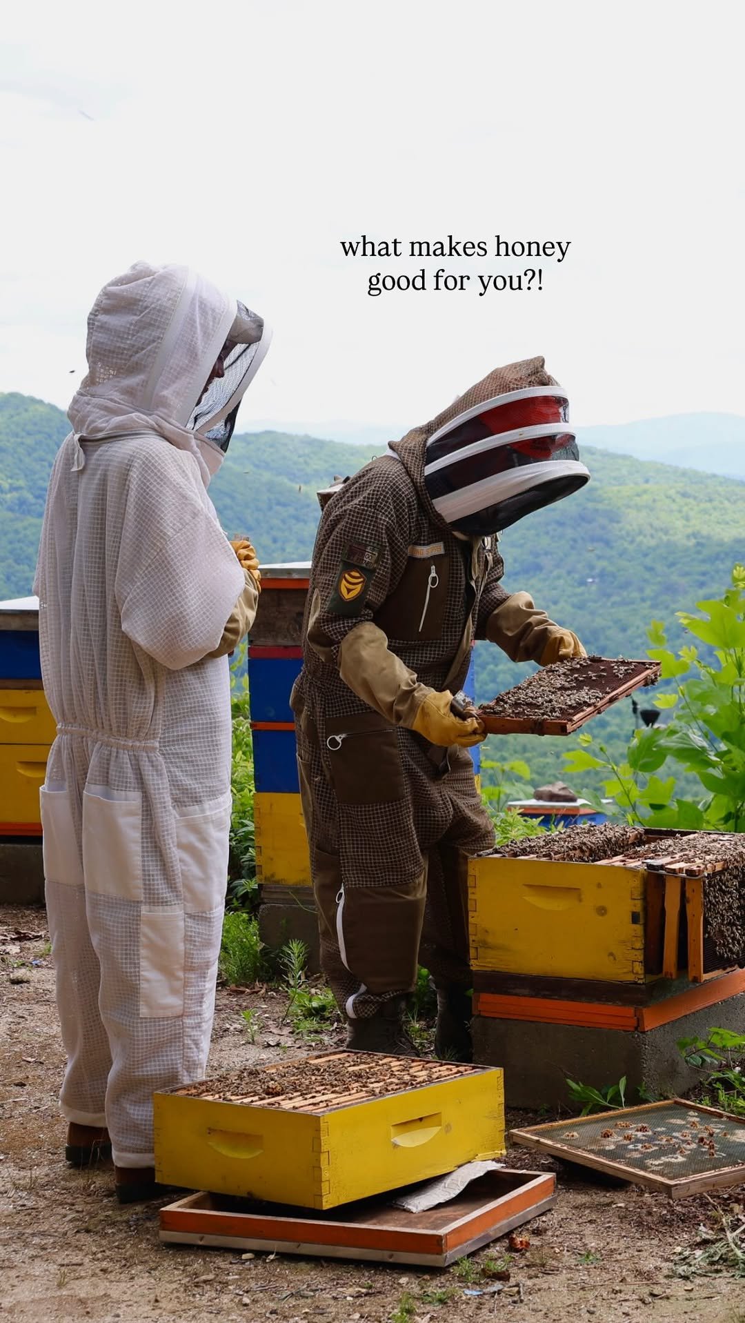 brightmomentco 게시물 이미지: did you know a single bee only creates 1/12th...