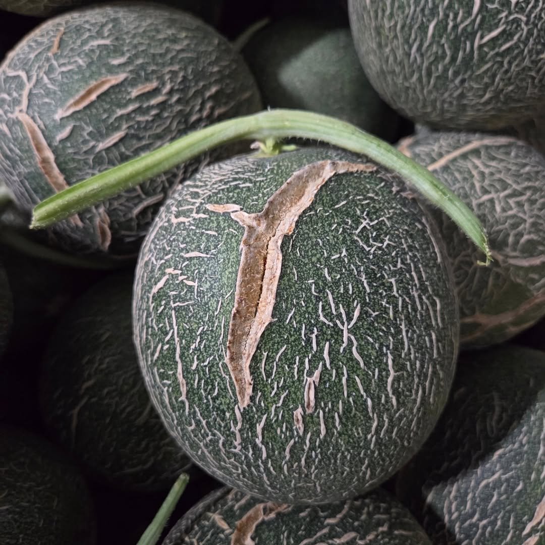 brofruits 게시물 이미지: 노을메론 공지합니다

형제청과 김사장입니다
(팩트만 말씀드리겠습니다)

함안 명장...