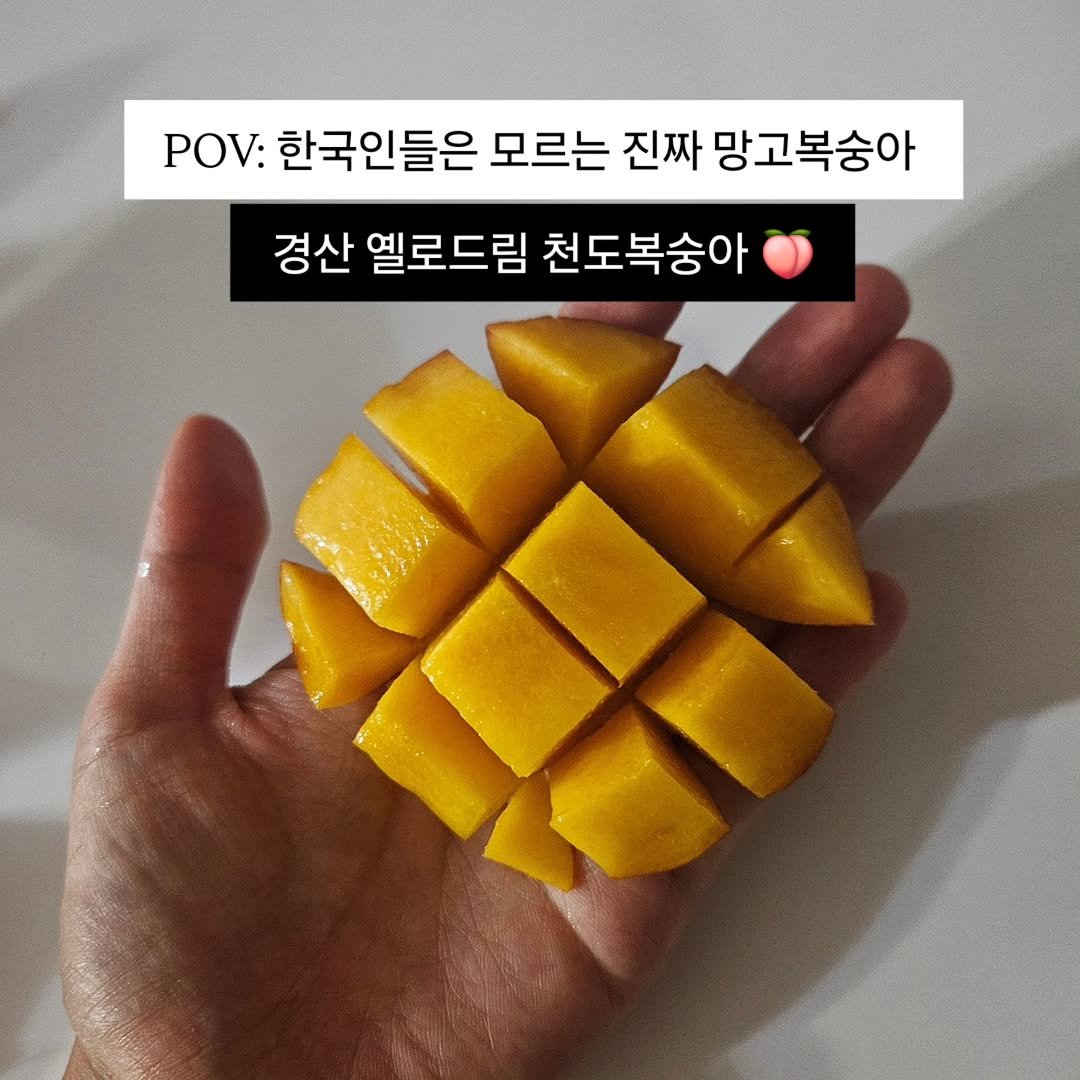 brofruits 게시물 이미지: 한국인들은 잘 모르는
진짜 한국식 망고복숭아 🍑
"옐로드림" 복숭아입니다✨

진짜...