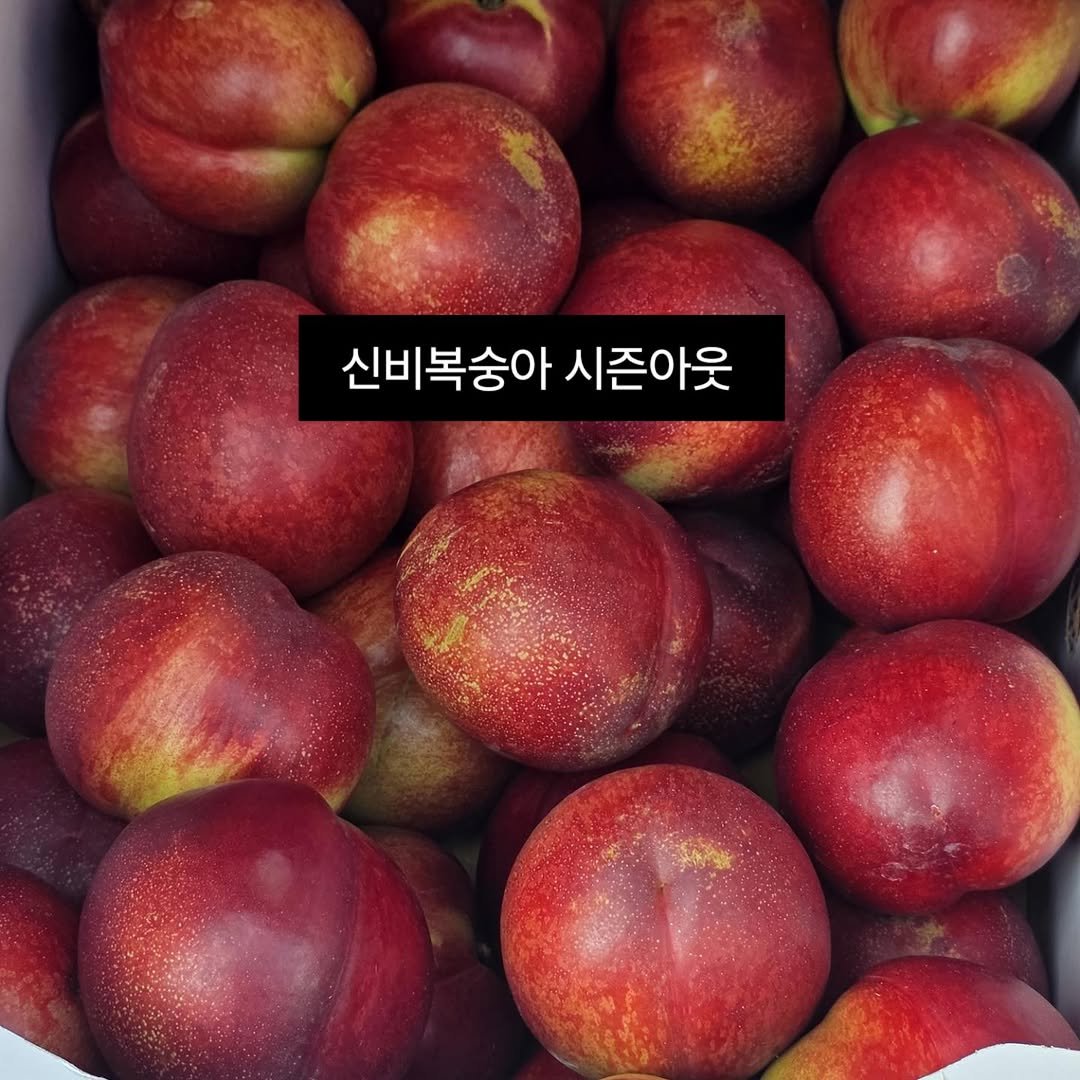 brofruits 게시물 이미지: 신비복숭아 시즌아웃입니다
더하면 욕심이라 생각 하겠습니다

신비복숭아 기간동안...