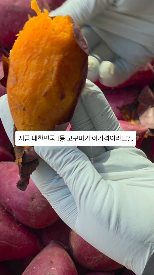 brofruits 게시물 이미지: 일본 긴자에서 한 개 12,000원씩 
판매되는 항아리 고구마,

절대 부럽지 않은...