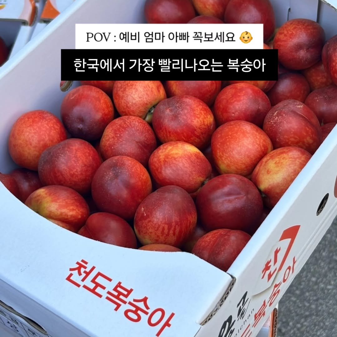 brofruits 게시물 이미지: 지금 임산부님들 복숭아 먹고 싶어서
하우스 복숭아나 복숭아 통조림
달고 사시는 분들...