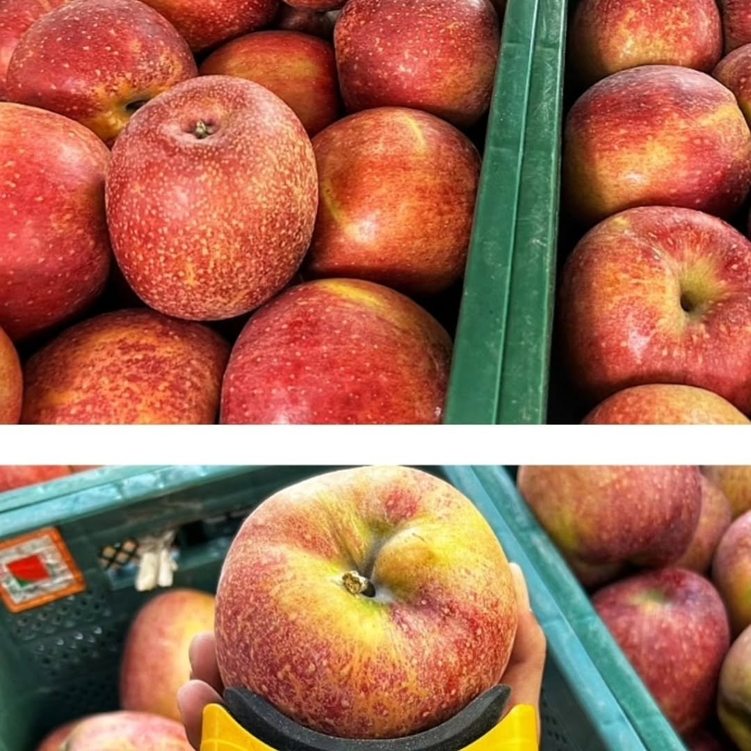 Photo by 🍑  형제청과 🍑  상위1%과일 • 납작복숭아  • 명장복숭아  •  신품종복숭아 on October 01, 2025.