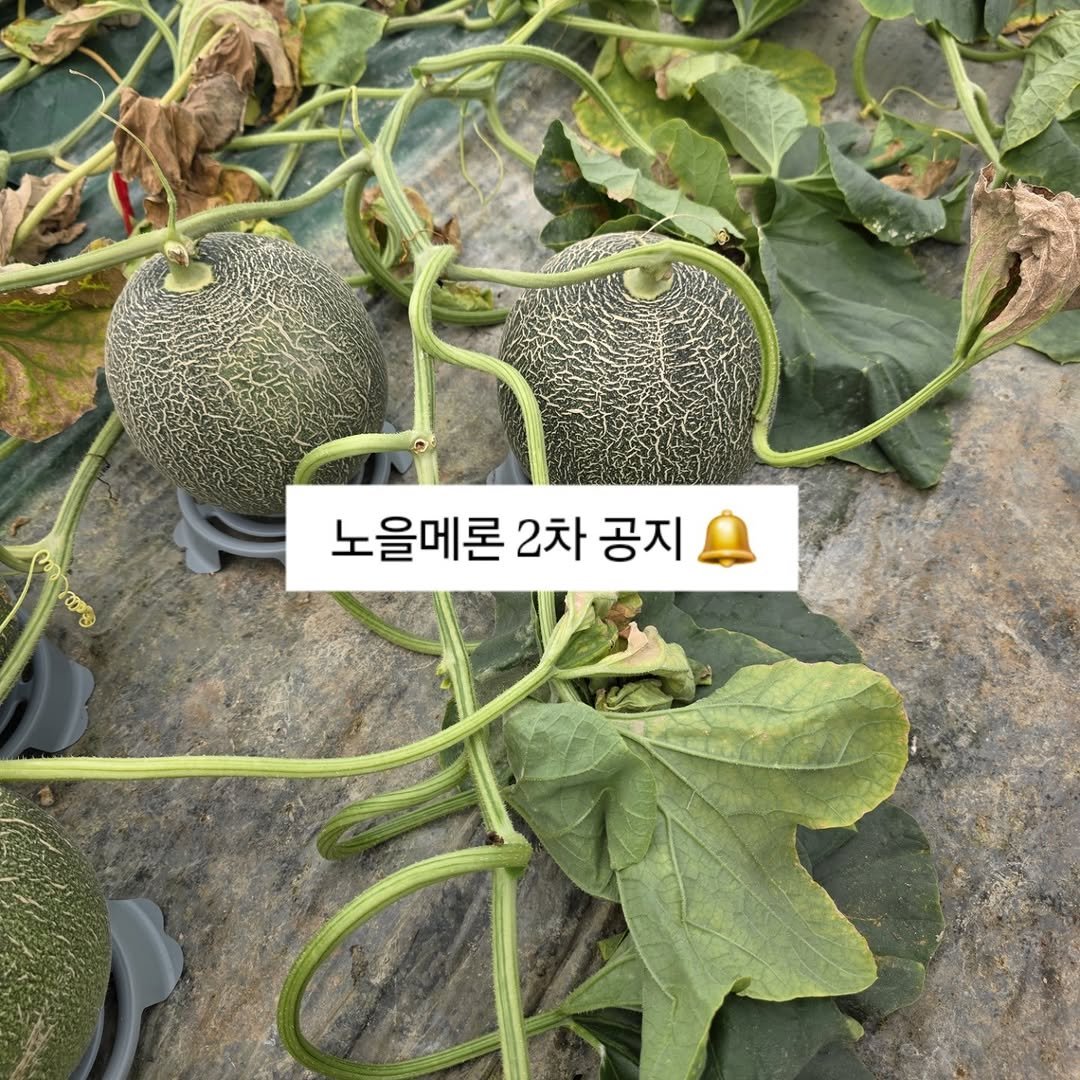 brofruits 게시물 이미지: 노을메론 공지 📢

노을메론이 저희뿐만 아니라
현재 먹방 및 쇼핑 채널에서 많은...