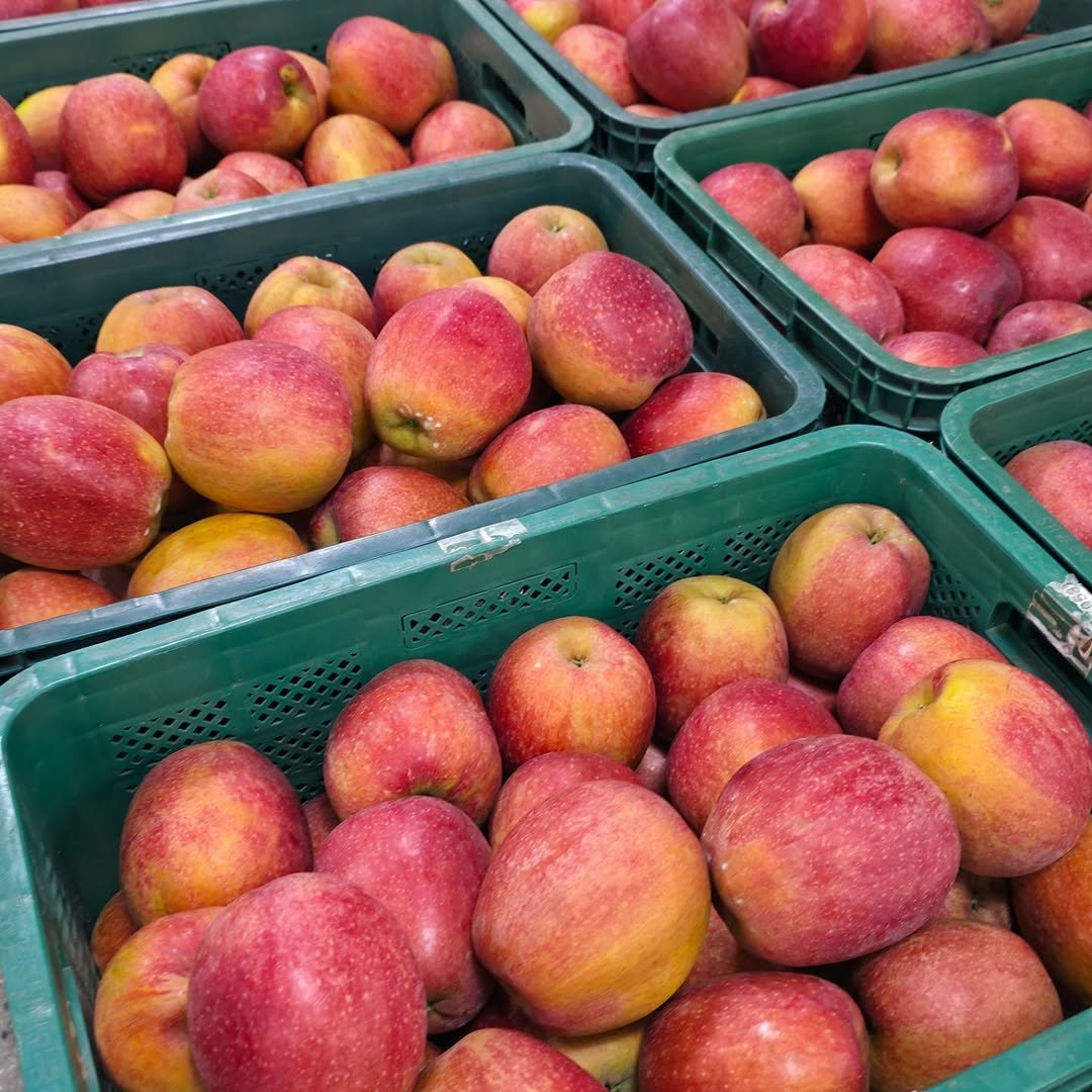 Photo by 🍑  형제청과 🍑  상위1%과일 • 납작복숭아  • 명장복숭아  •  신품종복숭아 on October 18, 2025. May be an image of apple.