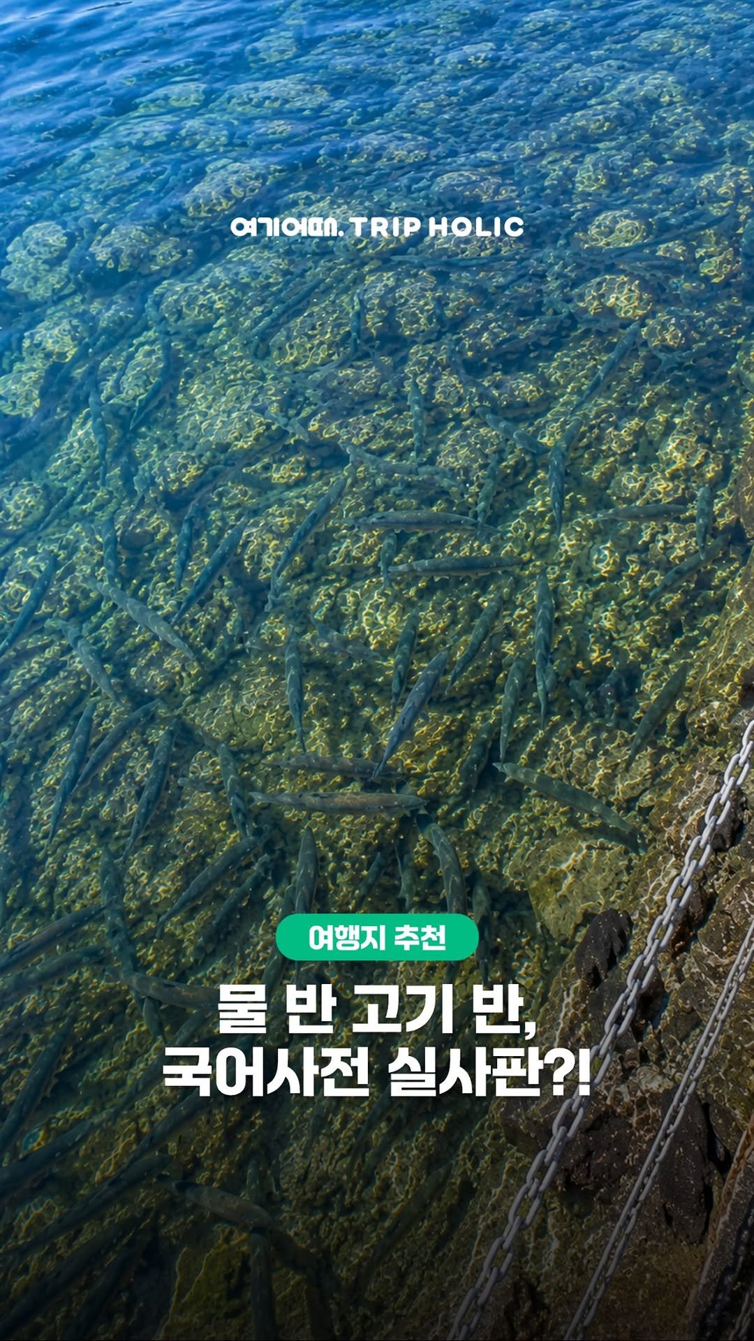 bsjone_ 게시물 이미지: #공유필수

물 반 고기 반이라는 말이🐟 
무슨 뜻이었는지 여기서...