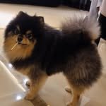 bts_v_kimtaehyung95 프로필 사진