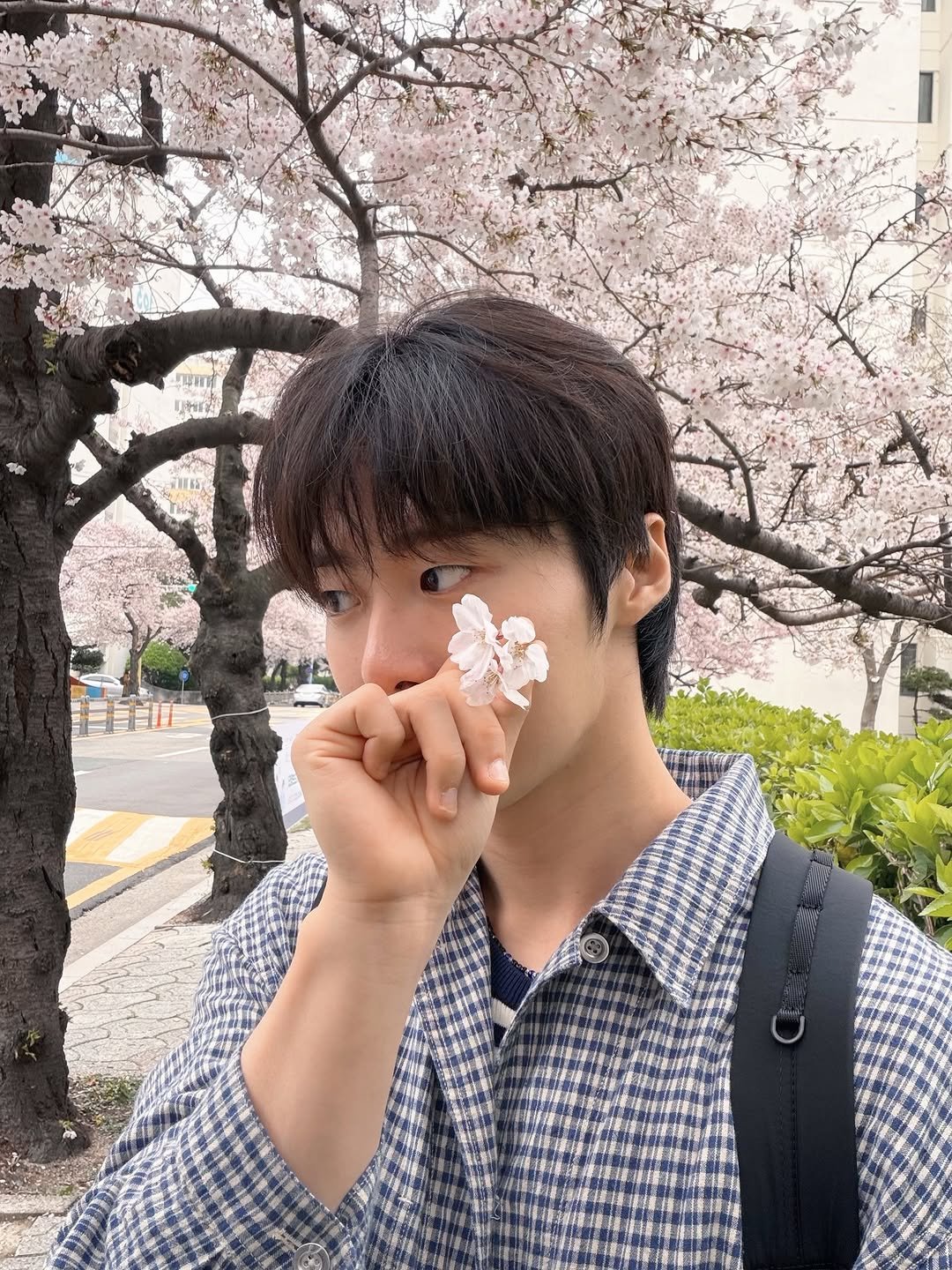 Photo by 조잽미 on April 07, 2026. May be an image of stone-fruit tree and text.