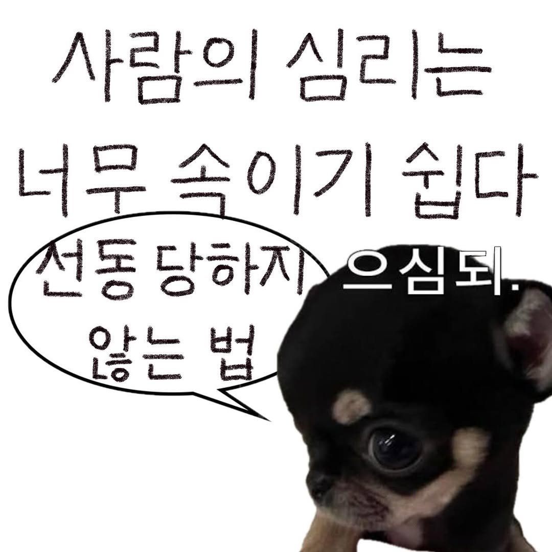 Photo by bunny on September 18, 2025. May be a doodle of chihuahua, pie and text that says '사람의 심리는 너무속이기 쉽다 전동당하자으 선동 당하지 으심되. 않는 별 tt'.
