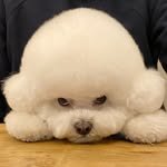 barbi.bichon 프로필 사진