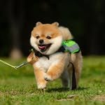 walnut_1217 프로필 사진