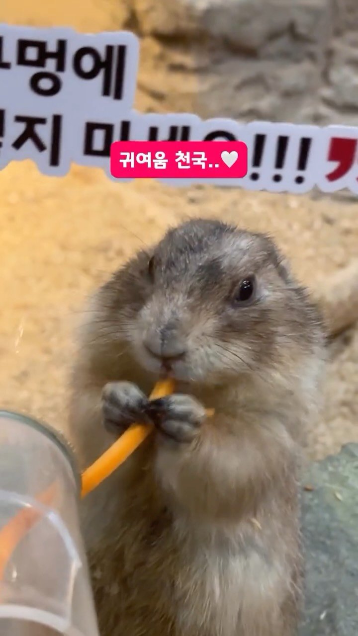 busan_girlfriend 게시물 이미지: 부산유일 카피바라+사막여우가 사는 마을⁉️ 부산시 공식 인증받은 부산 1등...