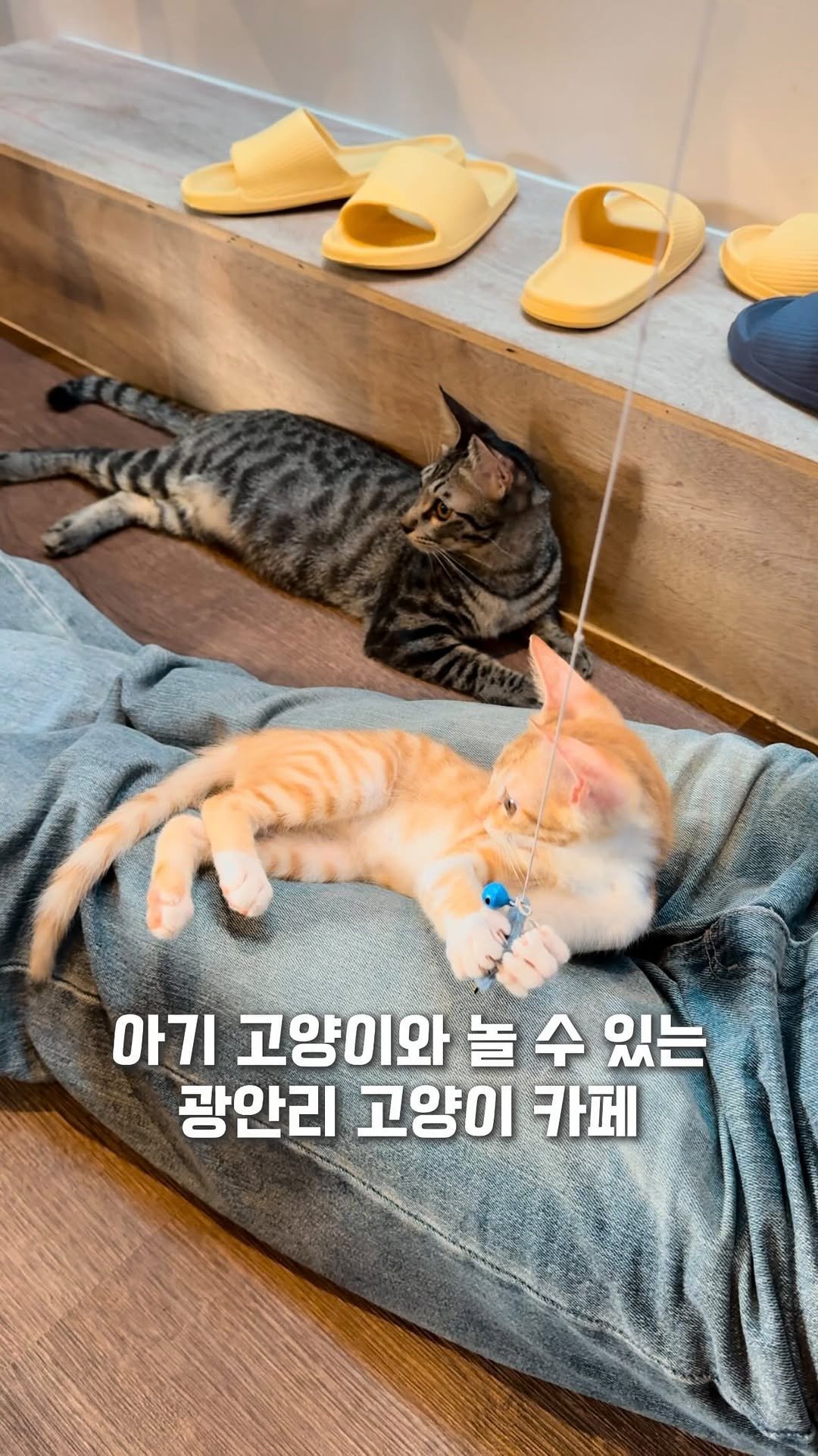 busan_gpt 게시물 이미지: 사람 좋아하는 개냥이들만 모인 신상 카페✨
17마리 고양이가 있는 레트로 느낌...