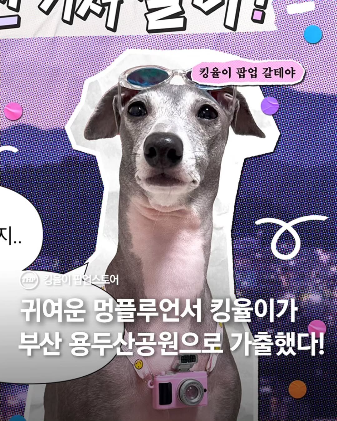 킹율,팝업,부산