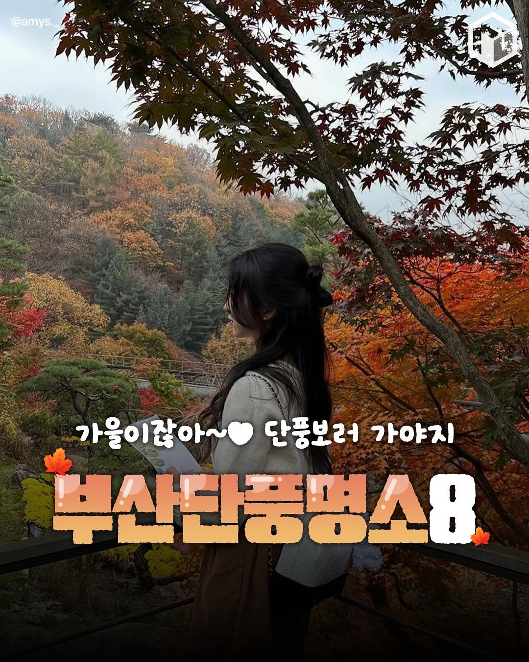 Photo by 부산톡톡 on October 22, 2025. May be an image of outdoors and text that says '@amys. ትሚስል 가울이잖아~ 단풍보러 단풍보러가야ㅈ 가야지 부산단풍명소8'.