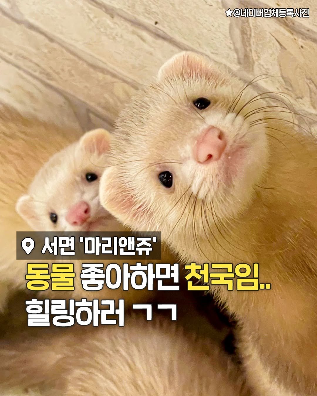 busanplanet 게시물 이미지: 여기 진짜 귀여운 동물들 천국임ㅠㅠ💛

여우부터 강아지, 고양이, 염소,...