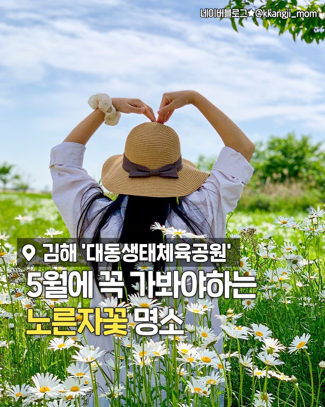 busanplanet 게시물 이미지: 초여름까지 볼 수 있는
샤스타데이지 꽃밭🌼

들판 가득 펼쳐진 모습이...