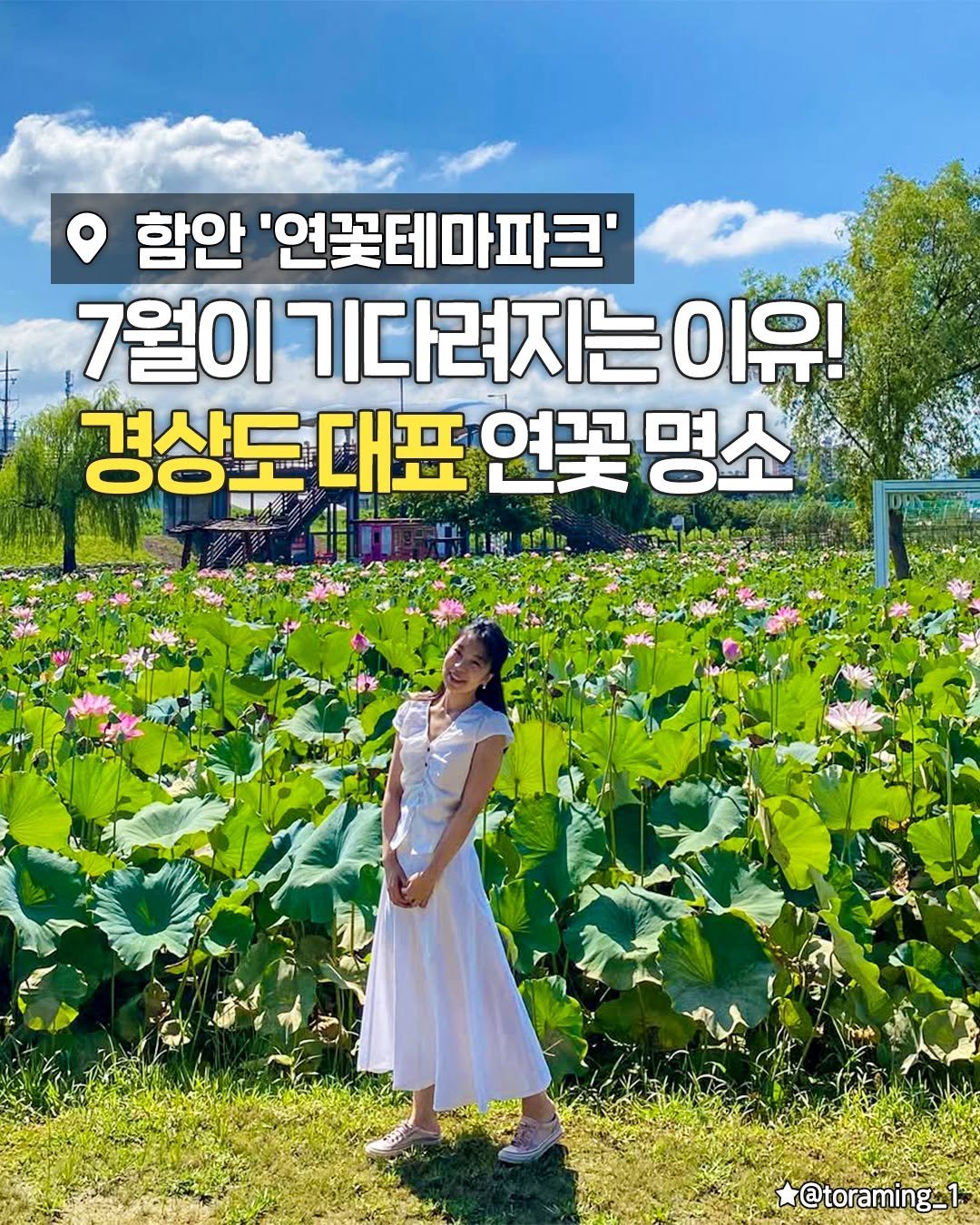 busanplanet 게시물 이미지: 여름 한정 경상도 명소 중 
아름다운 연꽃이 가득 피어나기로
유명한  함안...