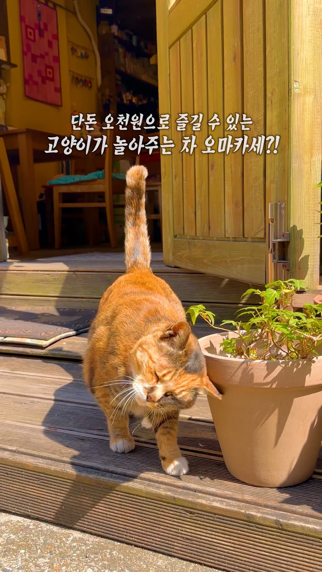busanunnie 게시물 이미지: 😺 : 주변에 몸이 찬 사람이 있다면 꼭 공유해냥 !!

남포동에는 무려 17년째...