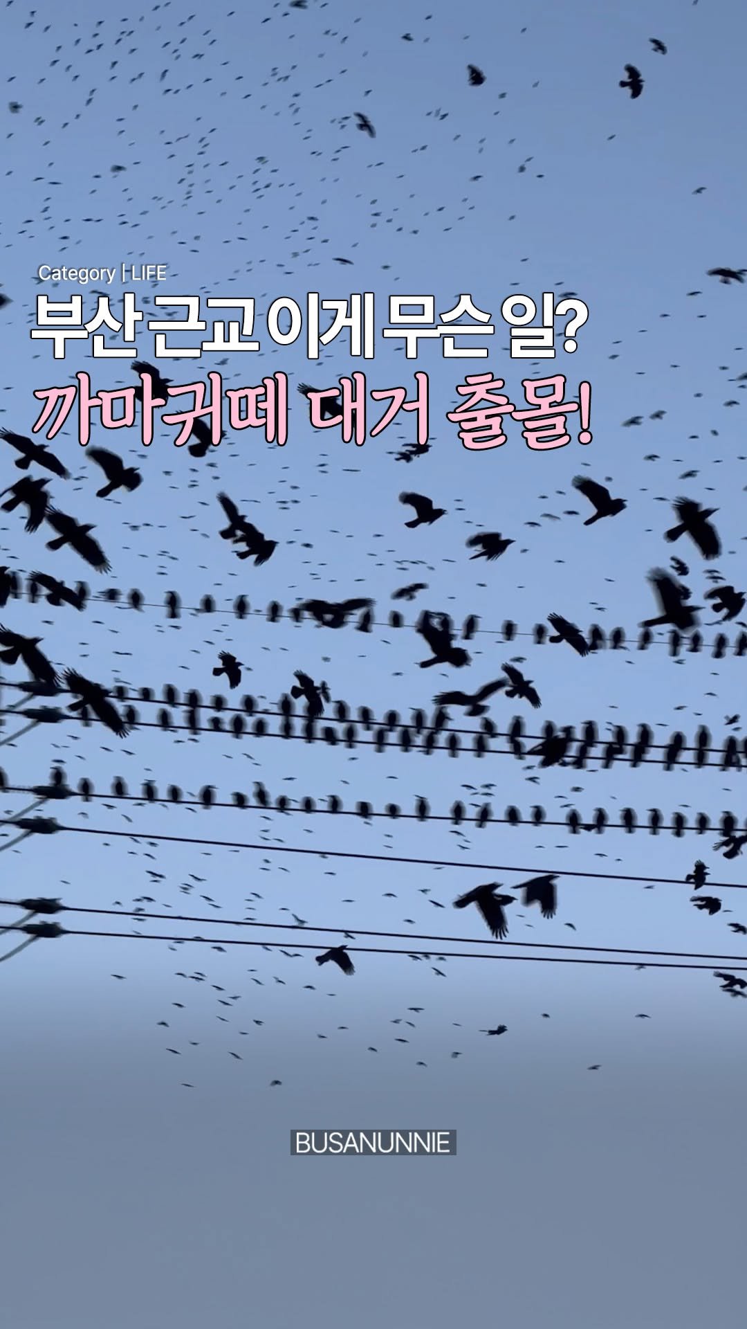 busanunnie 게시물 이미지: 실시간✨) 부산 근교 까마귀떼 대거 출몰?!
#언니뉴스

부산-울산 근교에
까마귀떼...