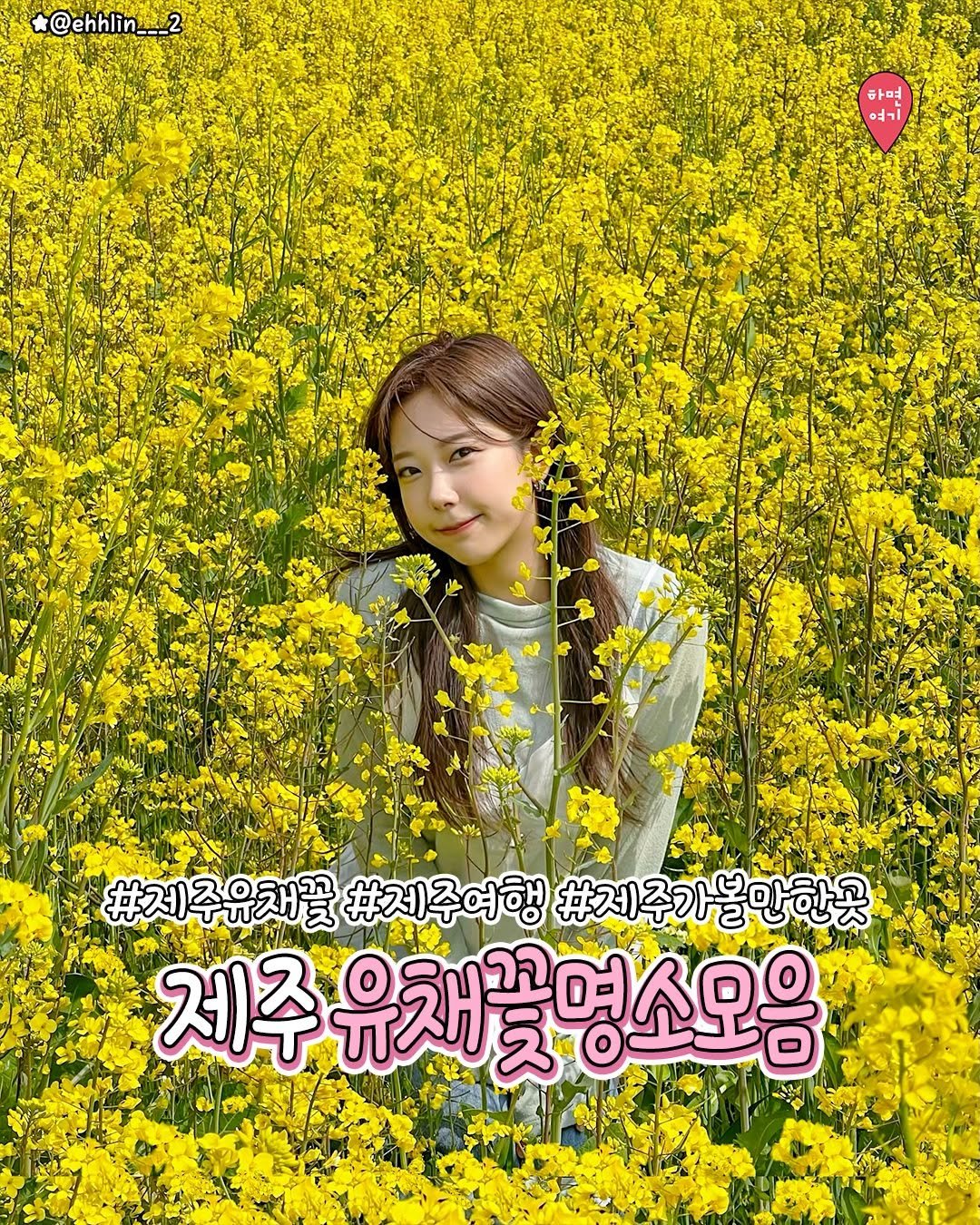 Photo by 부산하면여기[부산맛집/부산카페/부산여행/부산핫플] on February 13, 2026. May be an image of ‎poster, baby's-breath and ‎text that says '‎@ehhlin___ 한며 تم١ #제주유채꽃 #제주여행 #제주가볼만한곳 제주 ㅠ재효양 유채꽃명소모음‎'‎‎.