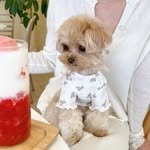 petpicnic_official 프로필 사진