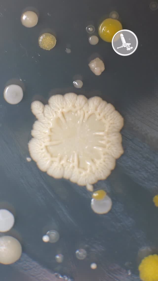 bwvine 게시물 이미지: Which Gym Item is the Dirtiest? #fitness #gym...