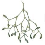 souslegui 프로필 사진