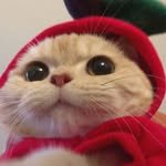 hell_chick10 프로필 사진