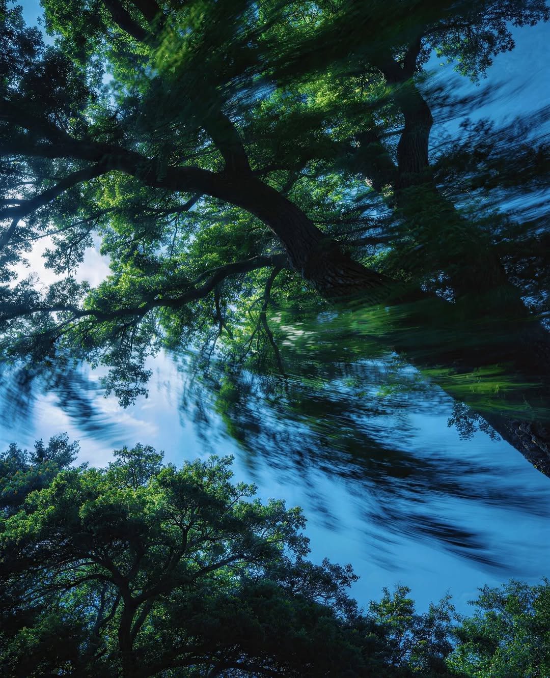 Photo by 임지노 on April 21, 2026. May be an image of tree, nature and text.