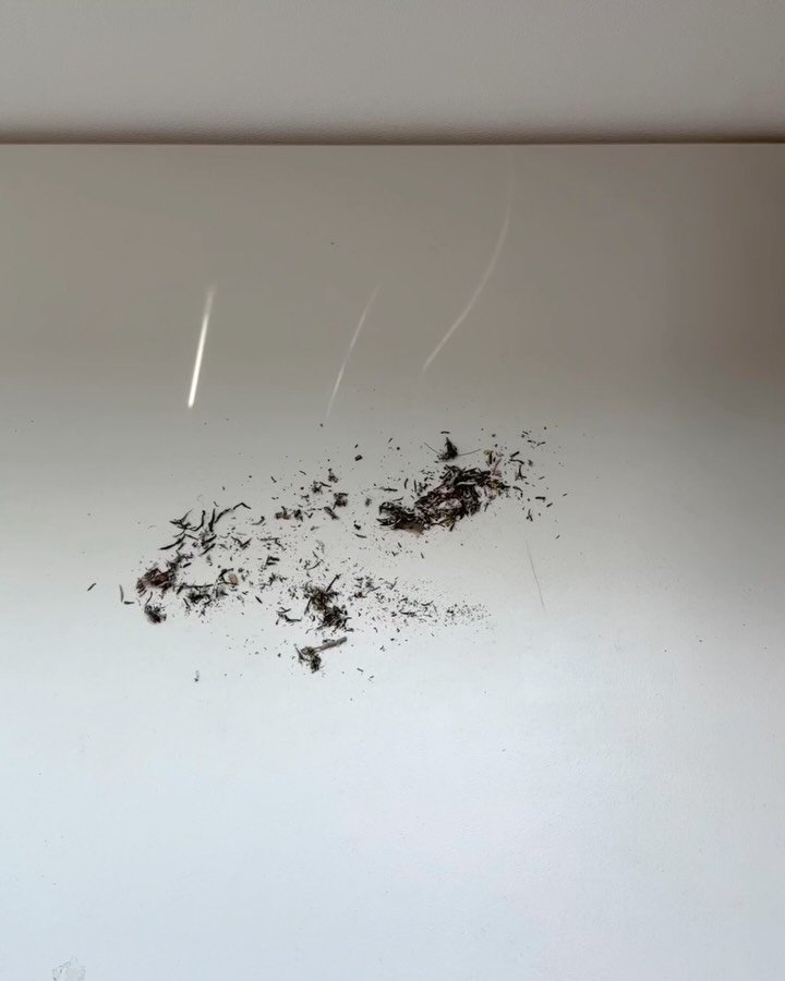 bymiroom 게시물 이미지: 오토베어 지우개 청소기
평점 5점 만점 중 4.91점⭐️⭐️⭐️⭐️⭐️
뭐 성능은...