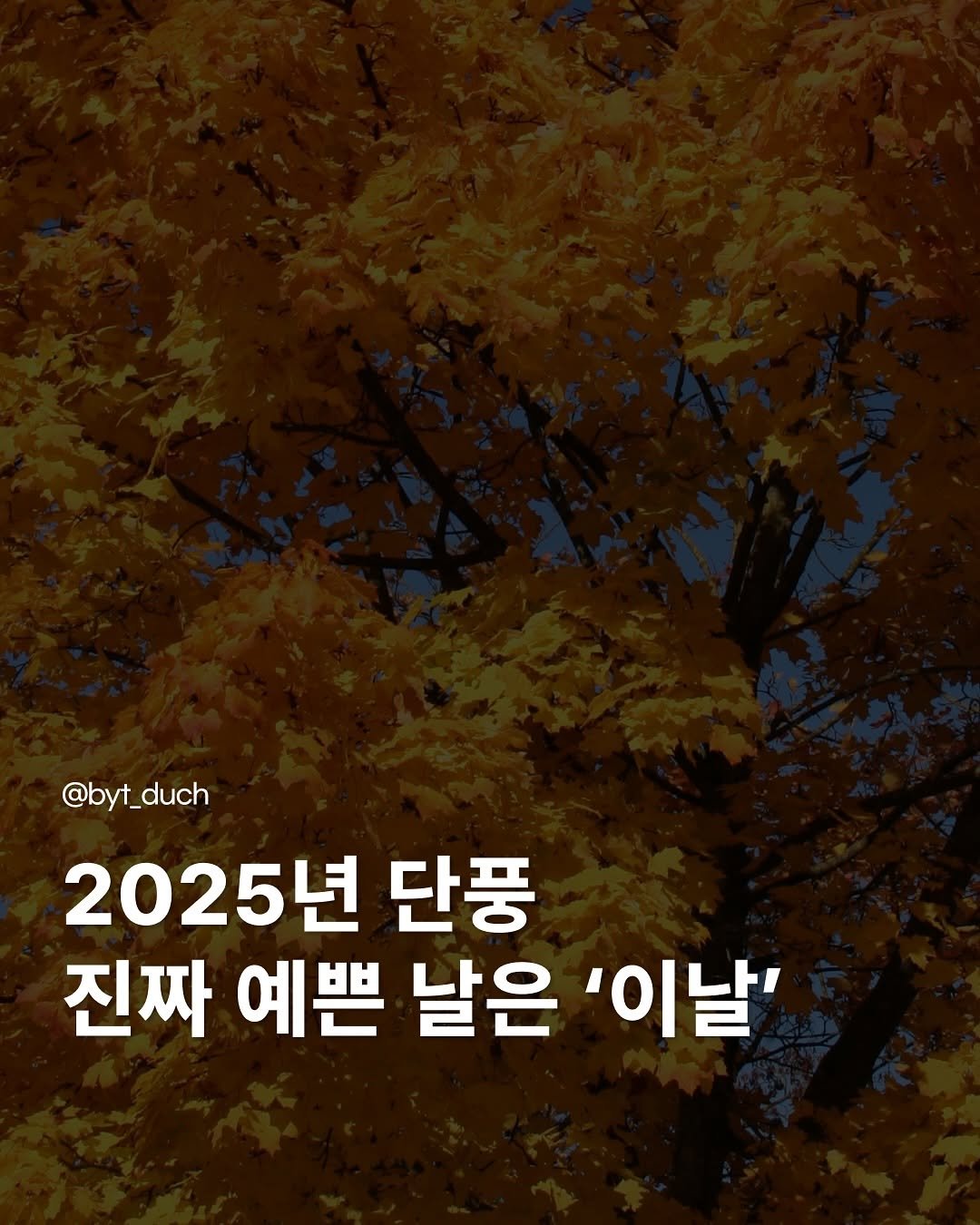 byt_duch 게시물 이미지: 놓치면 1년 기다려야 해⬇️
.
.
산림청에서 2025 단풍 예측 지도를...
