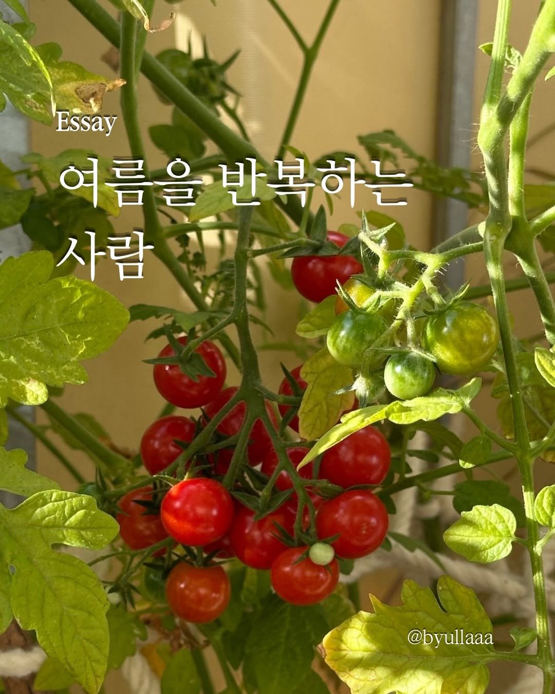 byullaaa 게시물 이미지: 당신이게도 계절이 돌아오면, 자연스럽게 반복되는 습관이 있나요.