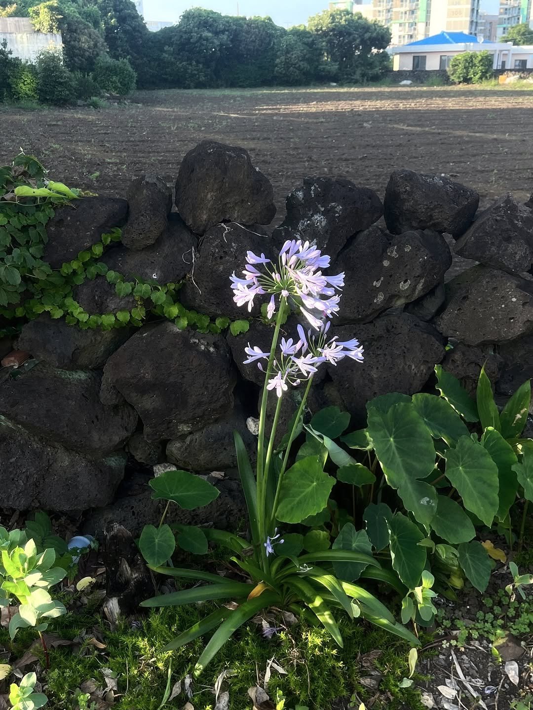 Photo by 송별아 • Byulla on June 27, 2025.