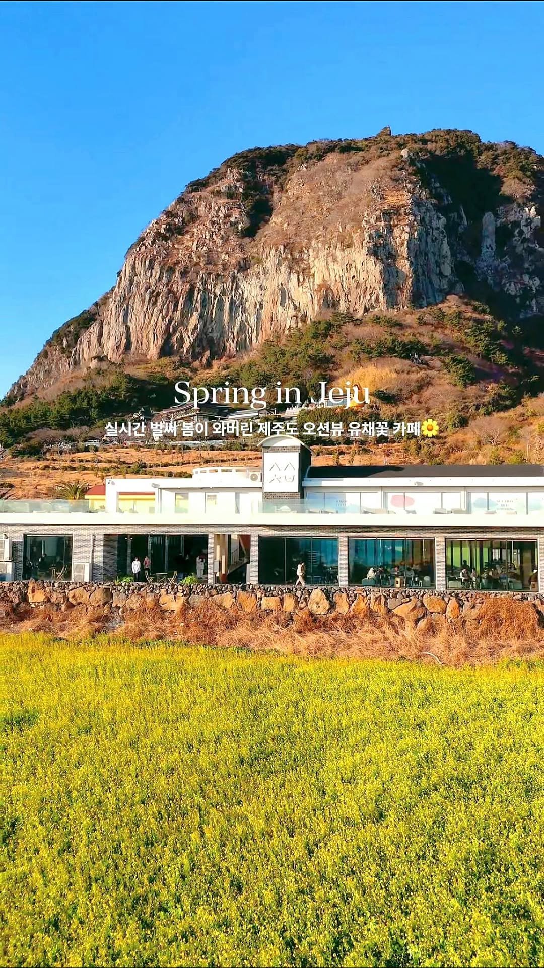 c____chae 게시물 이미지: 실시간 벌써 봄이 와버린 제주도 근황🌼

제주도에서 제일 빠르게 봄을 느끼고 싶다면...