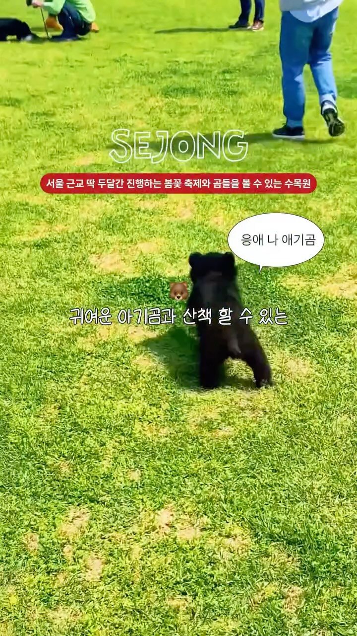 c____chae 게시물 이미지: #광고 벚꽃엔딩ㄴㄴ 여기는 이제 시작임

서울 근교 숨겨진 10만평 규모 봄꽃...