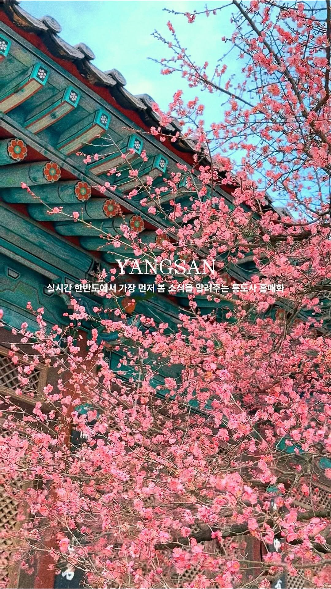 c____chae 게시물 이미지: 실시간 한반도에서 가장 빨리 피는 통도사 홍매화

📸26.2.16 실시간 개화 상황...