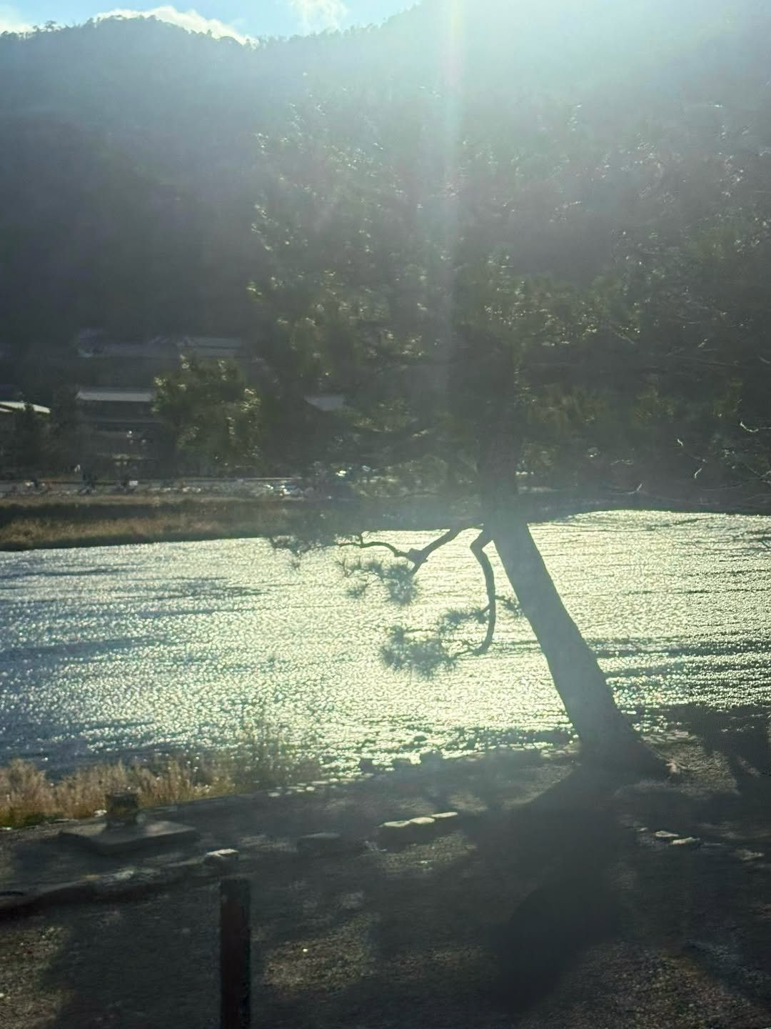 Photo by 최유리 Choi Yuri on December 23, 2025. May be an image of water hyacinth, lake, tree and text.